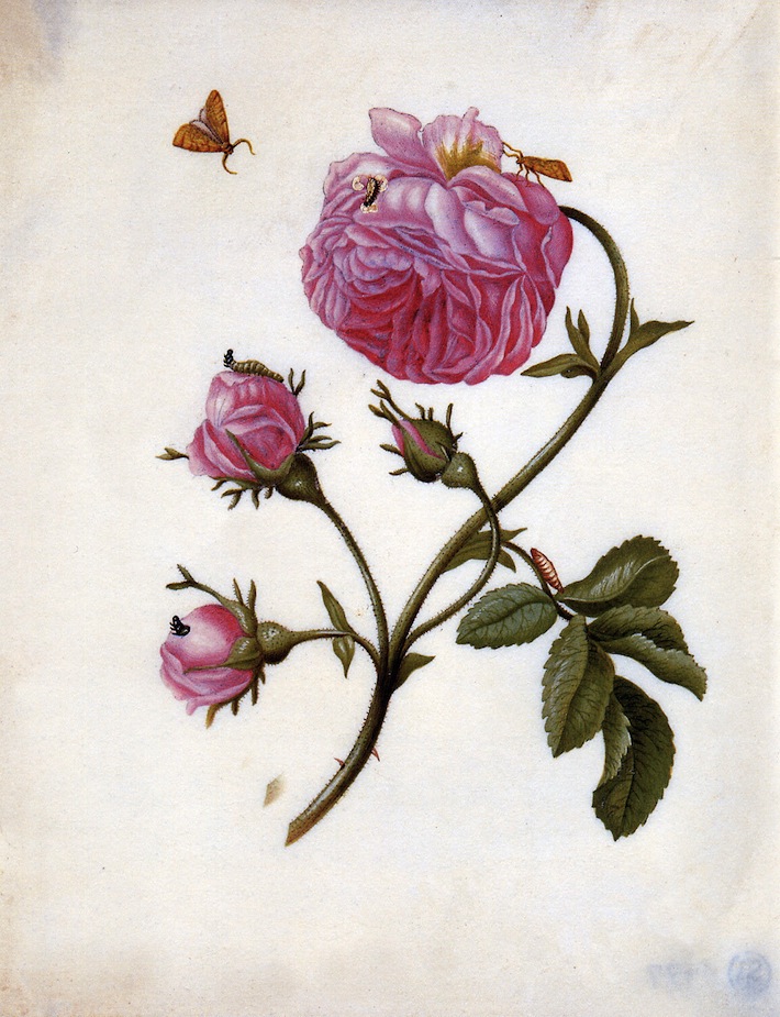 Merian-Maria-Sibylla-Roses-with-butterflies-Sun
