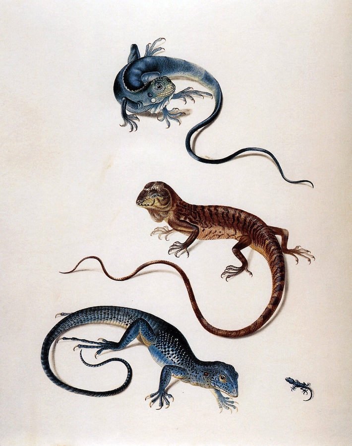 Merian-Maria-Sibylla-Tropidurus-spec-Sun
