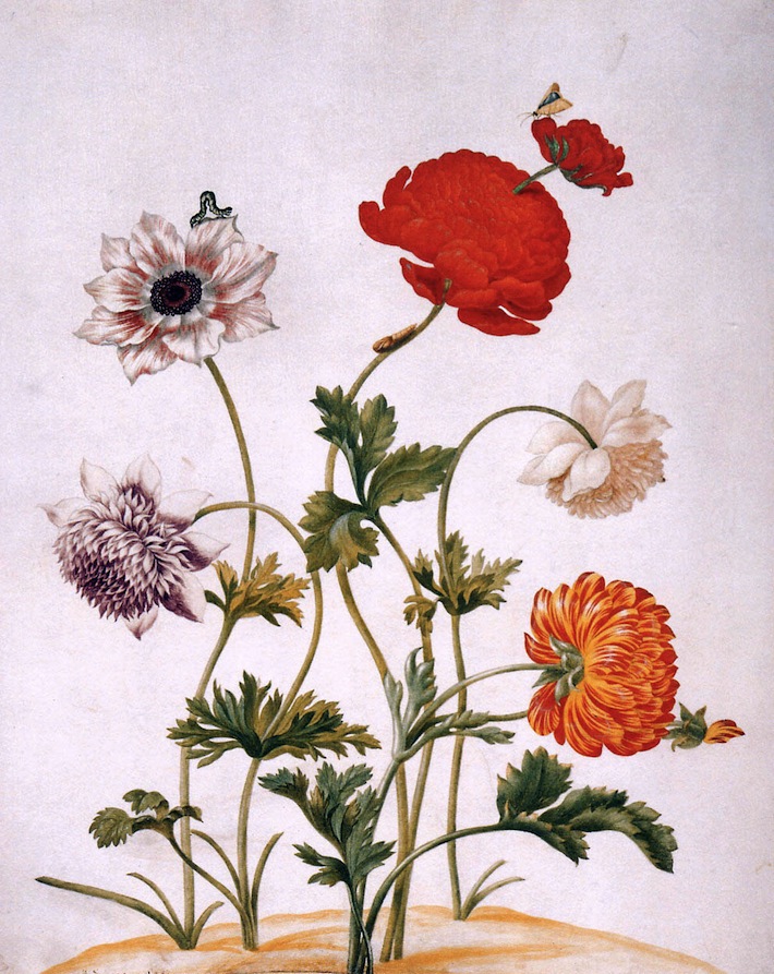 merian-05