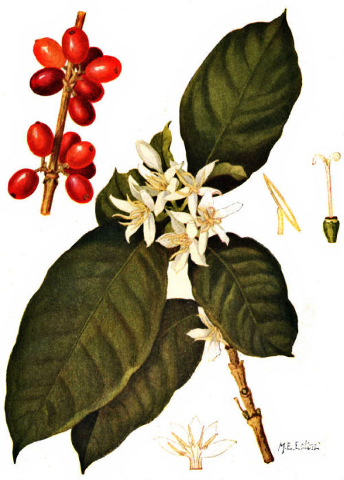 coffee1