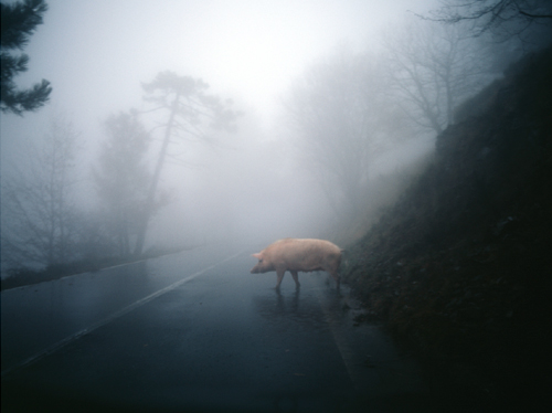 tumblr_m2e62vC94A1qbmz39